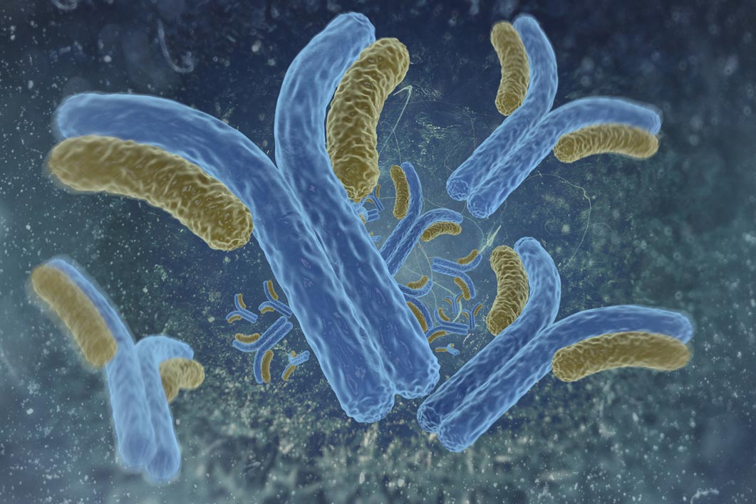 Prion Protein Monoclonal Antibody - SAF 53