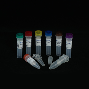 RapidSeq High Yield Directional mRNA Sample Prep Kit - Without Aligner