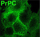 Prion Protein Monoclonal Antibody - SAF 32