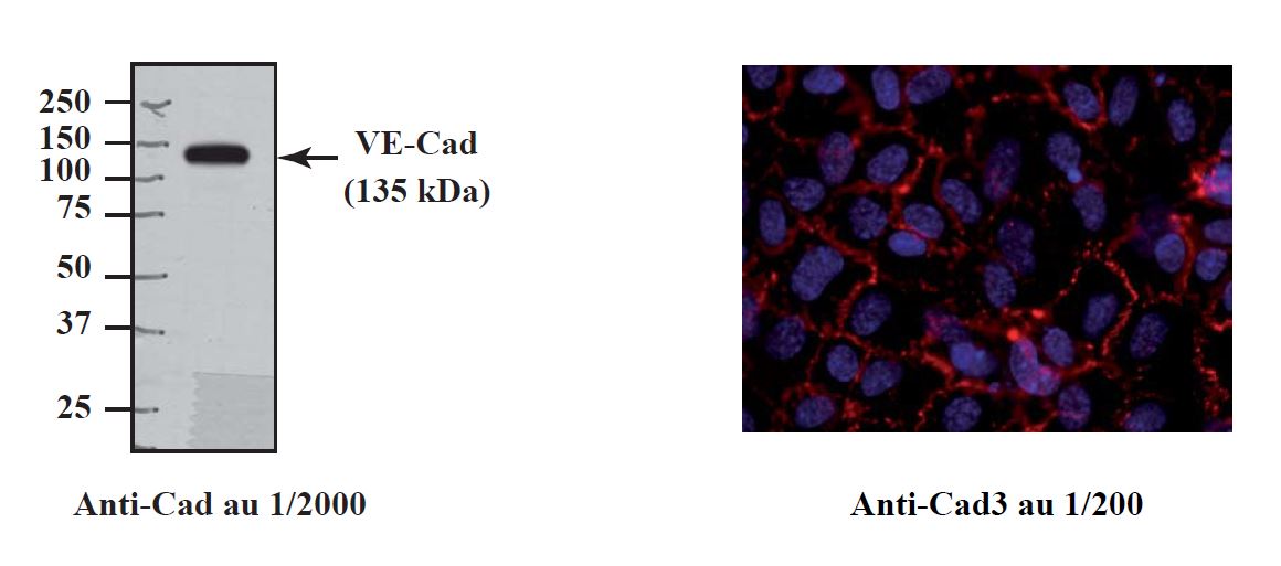 VE-Cadherin Anti-Cad 3 Polyclonal Antibody