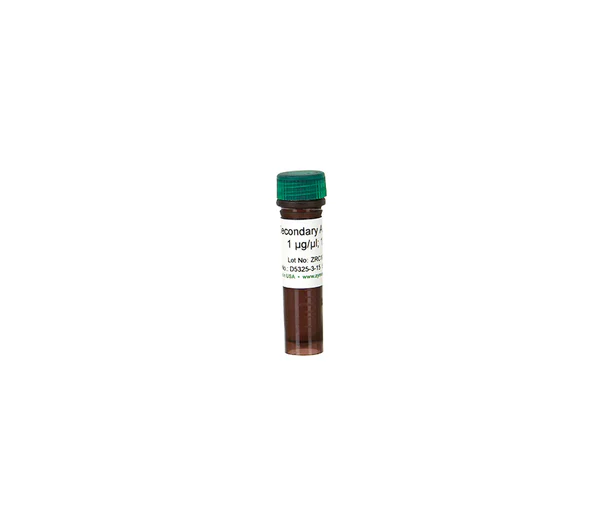 Secondary Antibody