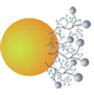 Micro- & Nanoparticles